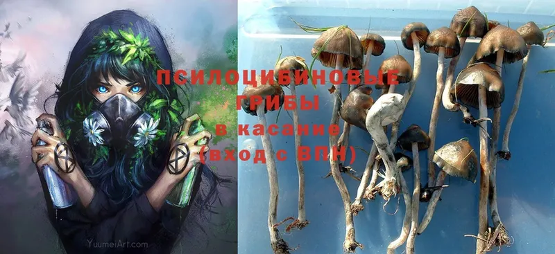 mega как войти  Серафимович  Галлюциногенные грибы Psilocybe 